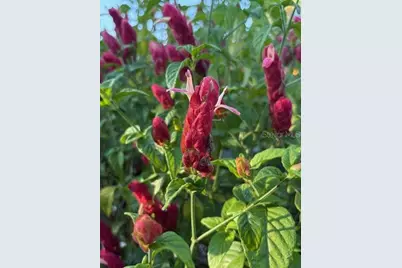 20963 E Colonial Drive, Christmas, FL 32709 - Photo 55