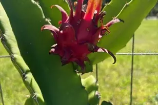 20963 E Colonial Dr, Christmas, FL 32709 - Photo 65