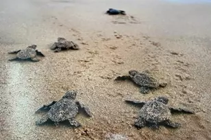 16 Viscaya Dr, Palm Coast, FL 32137 - Photo 11