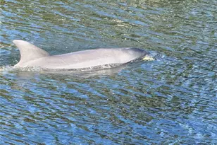 21 Corona Ct, Palm Coast, FL 32137 - Photo 57