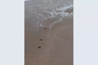 123 Arena Lake Drive, Palm Coast, FL 32137 - Photo 51