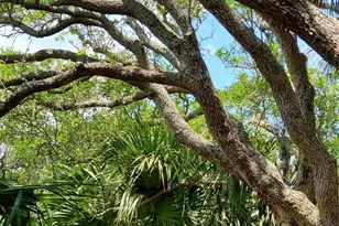 123 Marlin Dr, Ormond By The Sea, FL 32176 - Photo 49
