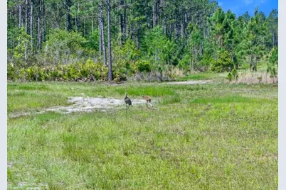 0 Carter Street, Bunnell, FL 32110 - Photo 5