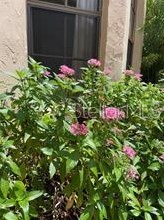 706 Santa Cruz Ln, Howey In The Hills FL  34737-3119 exterior