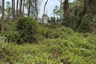 15518 State Road 19, Groveland, FL 34736 - Photo 11