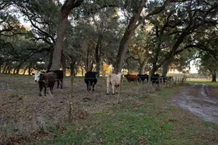 993 Cr 722, Webster, FL 33597 - Photo 63