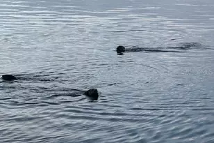 5275 S Stetson Point Dr, Homosassa, FL 34448 - Photo 53