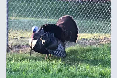 2634 Cr 416N, Lake Panasoffkee, FL 33538 - Photo 47