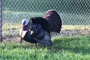 2634 Cr 416N, Lake Panasoffkee, FL 33538 - Photo 47