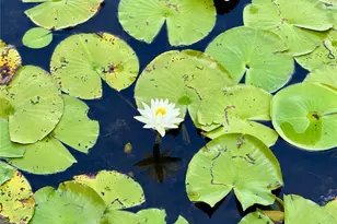 3607 Umbrella Tree Ln, Oxford, FL 34484 - Photo 41