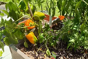 3607 Umbrella Tree Ln, Oxford, FL 34484 - Photo 51