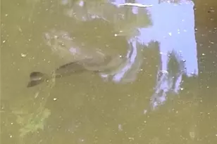 52 Outlet Dr, Lake Panasoffkee, FL 33538 - Photo 57