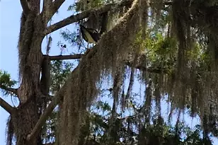 876 Cr 467, Lake Panasoffkee, FL 33538 - Photo 35