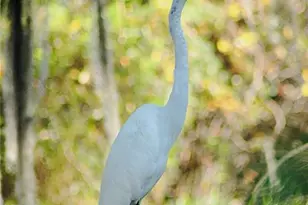 1885 S Westlake Dr, Inverness, FL 34450 - Photo 67