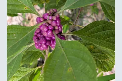 5387 SE 168th Avenue, Ocklawaha, FL 32179 - Photo 25