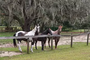 41812 Catbrier Ln, Umatilla, FL 32784 - Photo 51