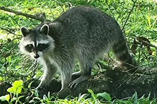 4712 Belle Grove, Leesburg, FL 34748 - Photo 69