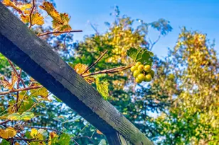 3851 Thistlewood Way, Okahumpka, FL 34762 - Photo 89