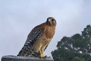 3425 Mt Hope Loop, Leesburg, FL 34748 - Photo 95