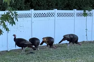 28027 Cypress Springs Loop, Okahumpka, FL 34762 - Photo 3