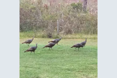 41041 Whilden Lane, Leesburg, FL 34788 - Photo 59