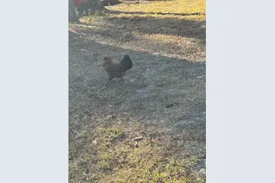 12512 Cr 685, Webster, FL 33597 - Photo 9