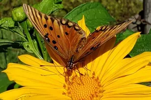 21046 County Rd 33, Groveland, FL 34736 - Photo 63