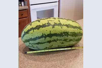 21046 County Road 33, Groveland, FL 34736 - Photo 49