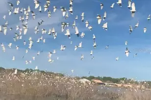 4718 Waterside Pointe Cir, Orlando, FL 32829 - Photo 25