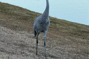 8301 Bridgeport Bay Cir, Mount Dora, FL 32757 - Photo 35