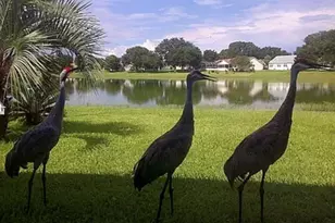 307 Del Mar Dr, Lady Lake, FL 32159 - Photo 21