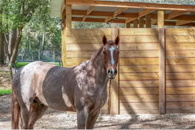 22301 Coronado Somerset Drive, Sorrento, FL 32776 - Photo 67