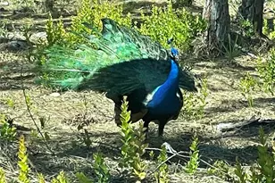 6438 Fuller Dr, Bokeelia, FL 33922 - Photo 3