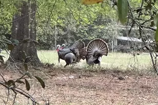 14020 SE 106th St, Ocklawaha, FL 32179 - Photo 55