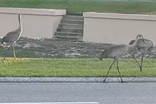 5738 King James Ave, Leesburg, FL 34748 - Photo 59