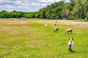 2713 Cr 776, Webster, FL 33597 - Photo 67