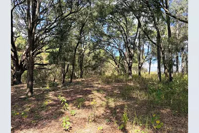 Bonsmara Drive, Groveland, FL 34736 - Photo 5