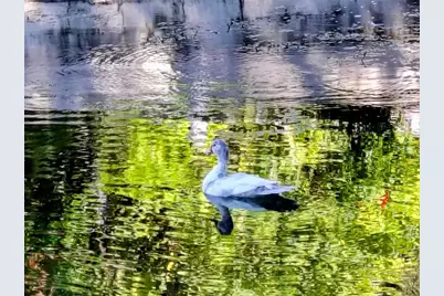 766 Cr 485A, Lake Panasoffkee, FL 33538 - Photo 61