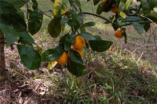 3897 SW Pinemount Rd, Lake City, FL 32024 - Photo 21