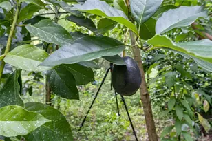 250 W West Lake Dr, Hawthorne, FL 32640 - Photo 19