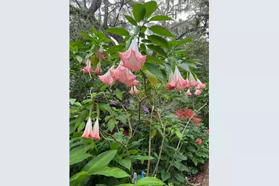 250 W West Lake Drive, Hawthorne, FL 32640 - Photo 49