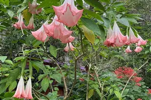 250 W West Lake Dr, Hawthorne, FL 32640 - Photo 49