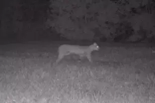 11810 SE County Road 234, Micanopy, FL 32667 - Photo 11