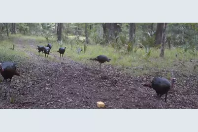 11810 SE County Road 234, Micanopy, FL 32667 - Photo 9