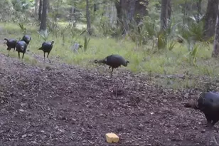 11810 SE County Road 234, Micanopy, FL 32667 - Photo 9