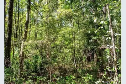 Tbd NE 642nd Street, Old Town, FL 32680 - Photo 5