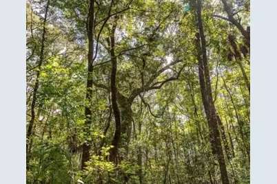 Tbd NE 642nd Street, Old Town, FL 32680 - Photo 3