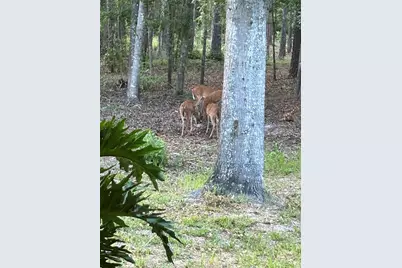 21329 SE 111th Avenue, Hawthorne, FL 32640 - Photo 13