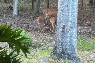 21329 SE 111 Ave, Hawthorne, FL 32640 - Photo 13