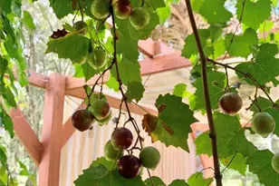 9150 SW 151st Ln, Archer, FL 32618 - Photo 51